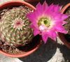 ružičasta Biljka Astrophytum foto (Pustinjski Kaktus)