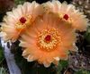orange Pflanze Ball Cactus foto (Wüstenkaktus)