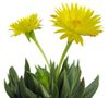 sarı Ev bitkisi Bergeranthus Schwant fotoğraf (Etli)
