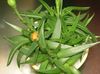 жълт Растение Bergeranthus Schwant снимка (Сукуленти)