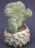bílá Pokojová rostlina Modrá Svíčka, Borůvky Kaktus fotografie 