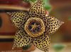 Mrcina Biljka, Zvjezdača Cvijet, Morske Zvijezde Kaktus