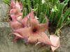 rosa Planta Carrion Plant, Starfish Flower, Starfish Cactus foto (Suculento)