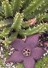 púrpura  Planta De Carroña, Flor Estrellas De Mar, Estrellas De Mar De Cactus foto (Suculentas)