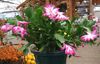 roz Plantă Crăciun Cactus fotografie 