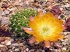 geltonas augalas Cob Kaktusas nuotrauka 