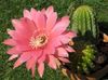 rožinis augalas Cob Kaktusas nuotrauka 