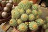 žuta Biljka Copiapoa foto (Pustinjski Kaktus)