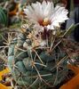 white Houseplant Coryphantha photo (Desert Cactus)