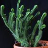 бео Биљка Црассула фотографија (Сукуленти)