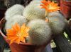 оранжевый Растение Ребуция фото (Кактус Пустынный)
