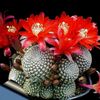 czerwony Roślina Rebutia zdjęcie (Pustynny Kaktus)