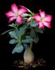 розов Растение Desert Rose снимка (Сукуленти)