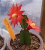 vermelho Planta da Casa Drunkards Dream foto (Cactus Madeira)