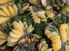 ვარდისფერი სახლი მცენარეთა Dutch ფრთები, ადვოკატები ენა ფოტო (წვნიანი)