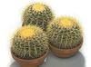 alb Planta Vulturi Cu Gheare fotografie (Desert Cactus)