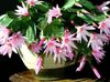 pink Plant Easter Cactus photo 