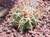 червен Растение Ferocactus снимка (Пустинен Кактус)
