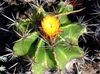 rumena Rastlina Ferocactus fotografija (Puščavski Kaktus)