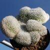 rosa Pianta della casa Haageocereus foto (Il Cactus Desertico)