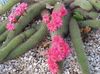 bándearg Plandaí tí Haageocereus grianghraf (Cactus Desert)