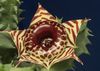 қоңыр Өсімдіктер Huernia фото (Шырынды)