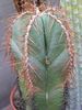 hvit Potteplante Lemaireocereus bilde (Ørken Kaktus)