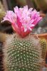 pink Plant Matucana photo (Desert Cactus)