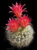 rood Plant Neoporteria foto (Woestijn Cactus)