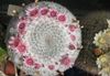rosa Växt Gamla Damen Kaktus, Mammillaria foto 