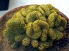 жут Биљка Старица Кактус, Маммиллариа фотографија (Пустињски Кактус)