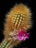 sārts Telpaugu Oreocereus foto (Tuksnesis Kaktuss)