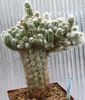 růžový Pokojová rostlina Oreocereus fotografie (Pouštní Kaktus)