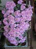 lilac Houseplant Oscularia photo (Succulent)