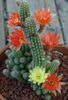 Erdnuss-Kaktus