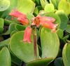red Houseplant Pig's Ear photo (Succulent)