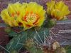 желтый Растение Опунция фото (Кактус Пустынный)