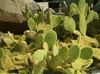 jaune Plante Figue De Barbarie photo (Le Cactus Du Désert)
