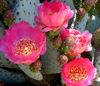 розовый Растение Опунция фото (Кактус Пустынный)