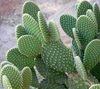 jaune Plante Figue De Barbarie photo (Le Cactus Du Désert)