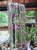 rosa Zimmerpflanze Rattenschwanz Kaktus foto (Kakteenwald)