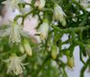 blanco Planta Rhipsalis foto (Cacto De Bosque)