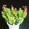 red Houseplant Rochea photo (Succulent)