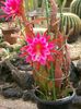 Cactus Sangle, Orchidée Cactus