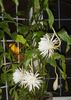 белый Комнатное растение Эпифиллум фото (Кактус Лесной)