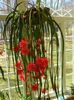 červená Pokojová rostlina Popruh Kaktus, Orchidej Kaktus fotografie 