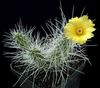 žltá Rastlina Tephrocactus fotografie (Pustý Kaktus)