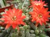 Thistle მსოფლიოში, ლამპარი Cactus