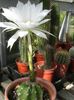 fehér Szobanövény Bogáncs Földgolyó, Fáklya Kaktusz fénykép 