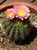 pink Plante Tommeliden foto (Ørken Kaktus)